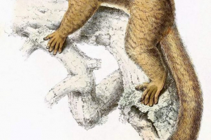 Wilolone lemur - little mouse lemur